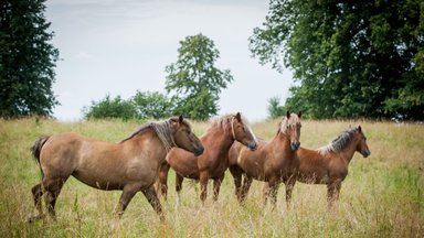 Lietuvos arkliai bus vežami į Uzbekistaną