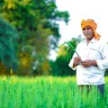 Indija, siekdama išgelbėti viruso nusiaubtą ekonomiką, atsisuka į skurdžius ūkininkus