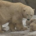 Maskvos zoologijos sodo lankytojams pristatyti trynukai baltieji lokiukai