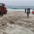 Brazilijoje į krantą išmestas banginio kūnas