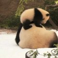Pandos jauniklį pradžiugino pirmasis sniegas
