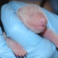 Vašingtone panda atsivedė du mažylius – vienas gimė negyvas