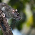 Япония: крыса отключила питание на АЭС "Фукусима-1"