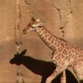 Dalaso zoologijos sode lankytojams pristatytas žirafos jauniklis