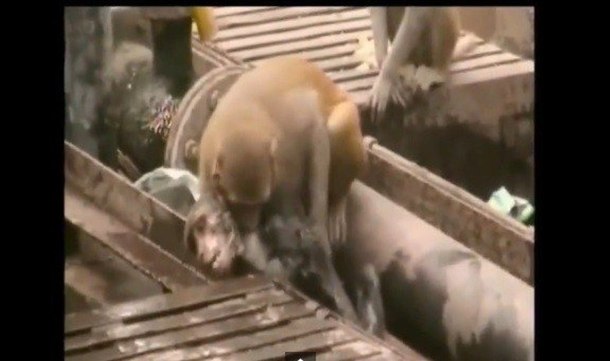Beždžionė gaivina kitą beždžionę