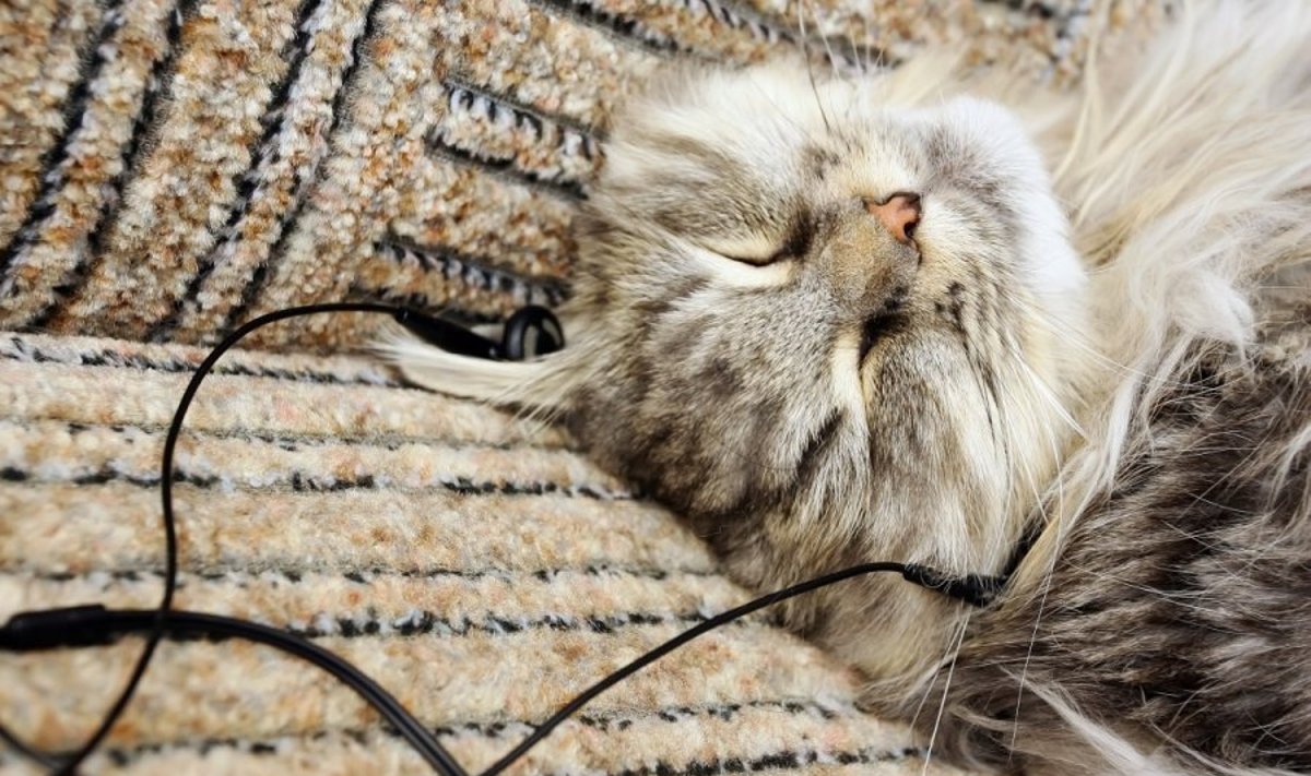 Katės irgi mėgsta klausytis muzikos