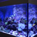 „Statyba Jums“: kaip pasirinkti tinkamą akvariumą