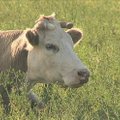 Aplinkai draugiškiausias Lietuvos ūkis: ekologiškos karvės gali gyventi ir ant sniego