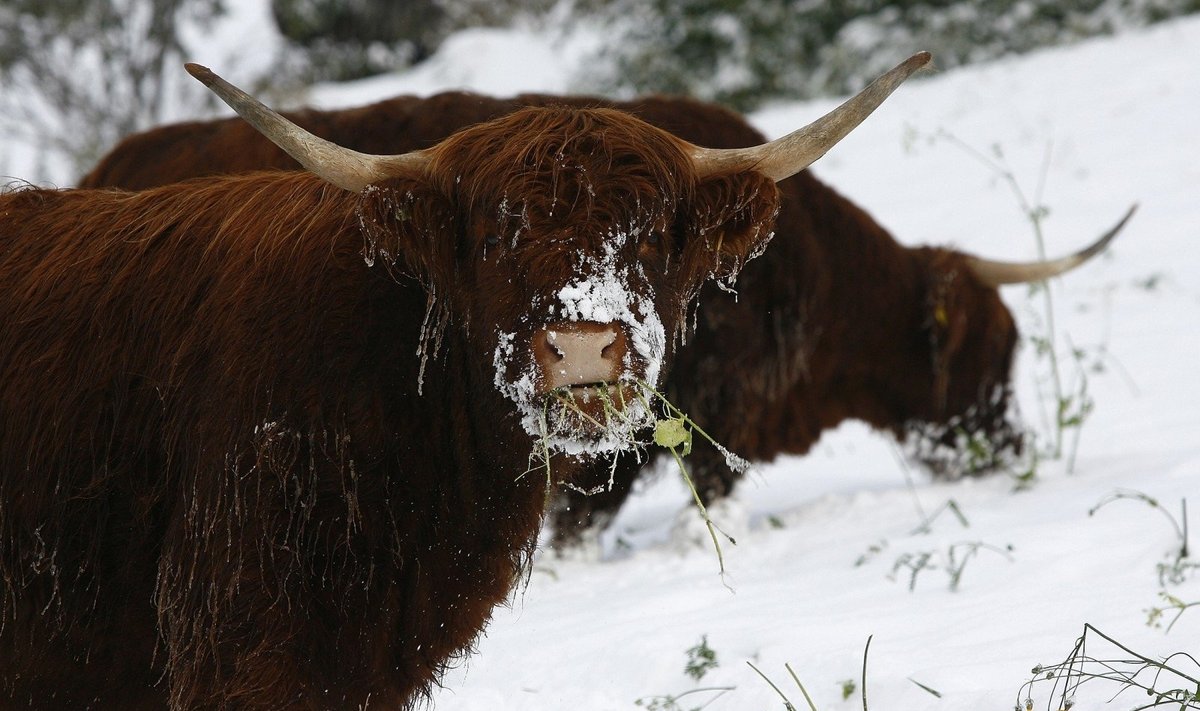 Aukštumų karves Austrijos kalnuose žiema užklupo netikėtai.