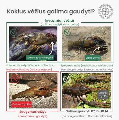 Kaip gaudyti vėžius - Kablys.lt