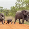 Afrikoje dramblys mirtinai sutrypė ispanų turistą