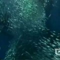 Viename Japonijos akvariumų kalėdinę nuotaiką kuria sardinės