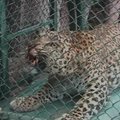 Indijoje sugautas galvijus žudęs leopardas