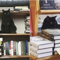 Katinui pasisekė: benamis gyvūnas tapo mylimiausiu knygyno darbuotoju