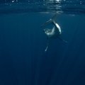 Australai ruošiasi banginiukų antplūdžiui