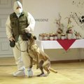 Austrijoje darbuojasi šuo, galintis užuosti koronavirusą