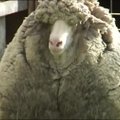 Australijoje atrastas šešerius metus nekirptas avinas gali tapti rekordininku