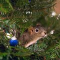 Labai jautri istorija: išgelbėtas voveriukas apsigyveno Kalėdų eglutėje