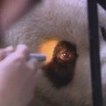 Šanchajaus zoologijos sode gyvenančiai pandai atlikta akių operacija