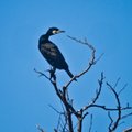 Lietuvoje atsirado vieta, kur laukiami kormoranai