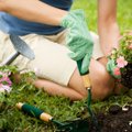Balandžio darbai – kaip pasirūpinti veja ir gėlynais