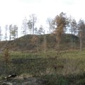 Kaimo reikalų komitetas pritarė miškų urėdijų reformai
