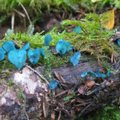 Netikėtas radinys Kamanų rezervato miškuose: užfiksuoti įspūdingos spalvos „elfų puodeliai“