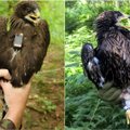 Gamtininkai kviečia palydėti išskrendančius paukščius: unikali galimybė išrinkti vardus erelių jaunikliams
