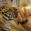 Australijos rezervate pristatytas tigriukas mišrūnas