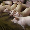 Koks kiaulių fermų poveikis aplinkai?