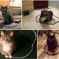 Šeimininkai neatsistebi „kačių apskritimo“ triuku: kodėl jos taip elgiasi?