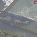 Australijoje bangos į krantą išmetė negyvą kuprotąjį banginį
