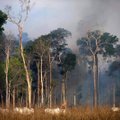 Atmetė G7 šalių paramą kovoje su miskų gaisru Amazonijoje: verčiau atsodinkite miškus Europoje