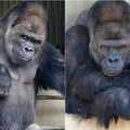 Neįtikėtinai fotogeniška gorila: internautai šį patiną vadina širdžių daužytoju