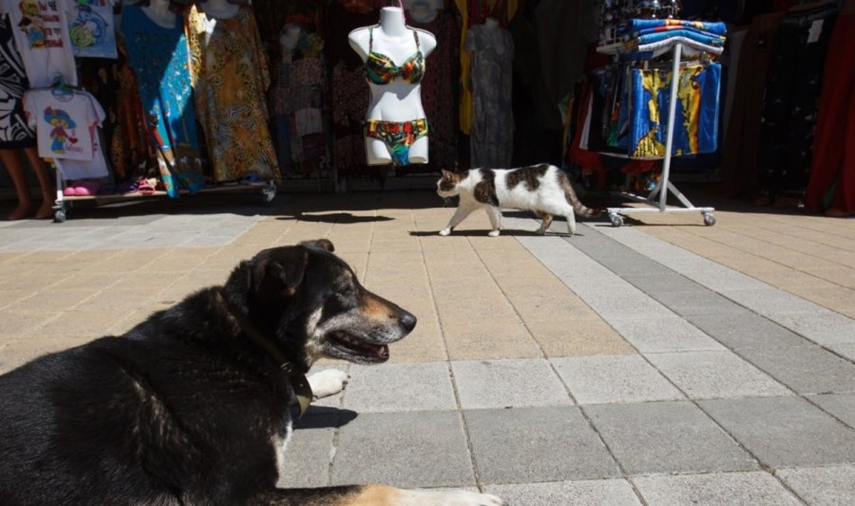 Benamiai šuo ir katė Rusijoje