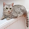 Šveicarijai pasiūlyta įvesti „kačių kvotą“