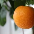 Saldžių mandarinų galite užsiauginti tiesiog ant palangės