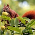 Lietuvoje užsiaugino tinginių medį: duoda vaisius, kurie gydo