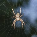 Būkite atsargūs: yra vorų, aukai suleidžiančių kai ko baisesnio nei nuodai
