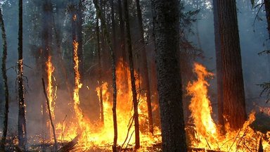 Milžiniškas gaisras sunaikino 900 hektarų miško