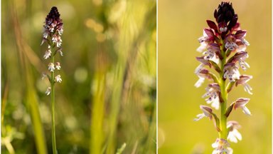 Neries regioniniame parke žydi viena rečiausių Lietuvos orchidėjų