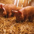 Japonijoje – pirmasis per daugiau kaip ketvirtį amžiaus kiaulių maro protrūkis