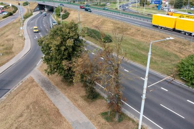 Vilniaus medžius alina sausra 