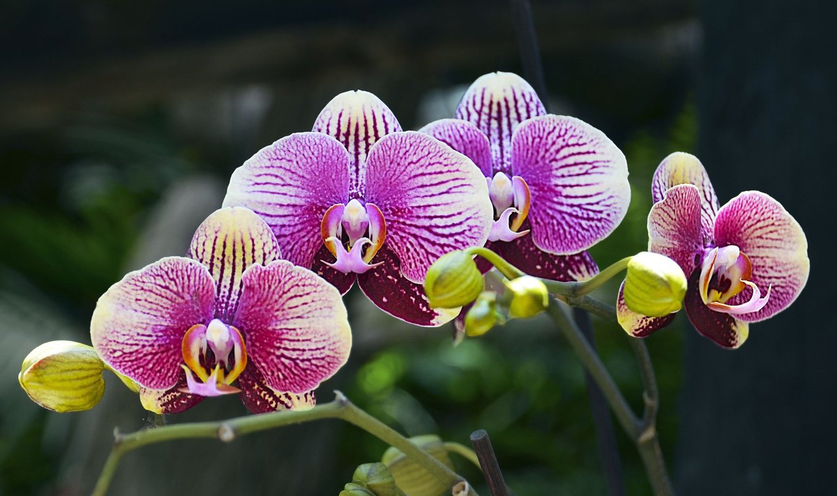 Šendženo Nongke orchidėja