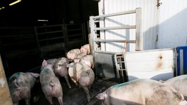 Ūkiuose maras masiškai naikina kiaules