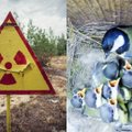 Černobylio paukščiams – mokslininkų dėmesys dėl branduolinės energetikos plėtros: kaip juos paveikė radiacija? 