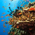 Nyksta koraliniai rifai: padariniai pakrančių gyventojams gali būti pražūtingi