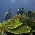 Koralus naikina žmogaus išmatos