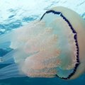 Anglijos pakrantę užplūdo įspūdingo dydžio medūzos