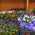 Gėlių sezono pradžia: floristai suskaičiavo, kiek teks šiemet sumokėti
